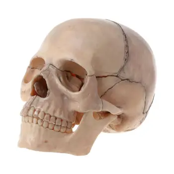 15 бр./компл. Анатомическая модел на черепа в разглобено формата, Свалящ Медицинска Образователна програма