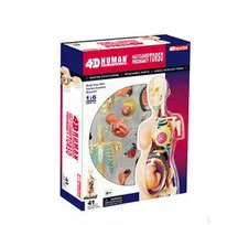 4D MASTER Human Anatomy Наполовина Пречистена Модел Анатомия на тялото на бременната 1: 6 се Състои от 41 част, предназначена за използване в медицината и обучението
